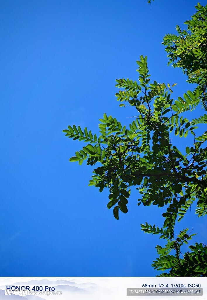蓝天映衬下的翠绿树枝