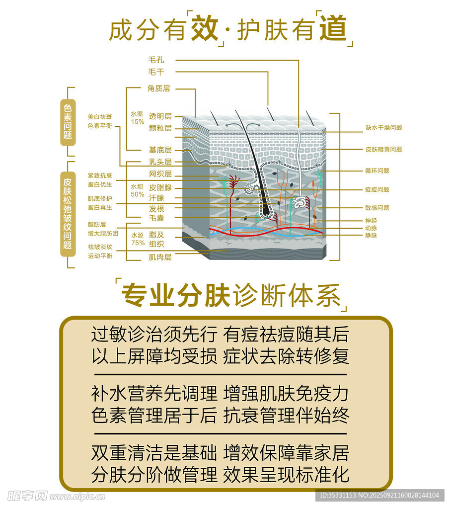 皮肤结构分层