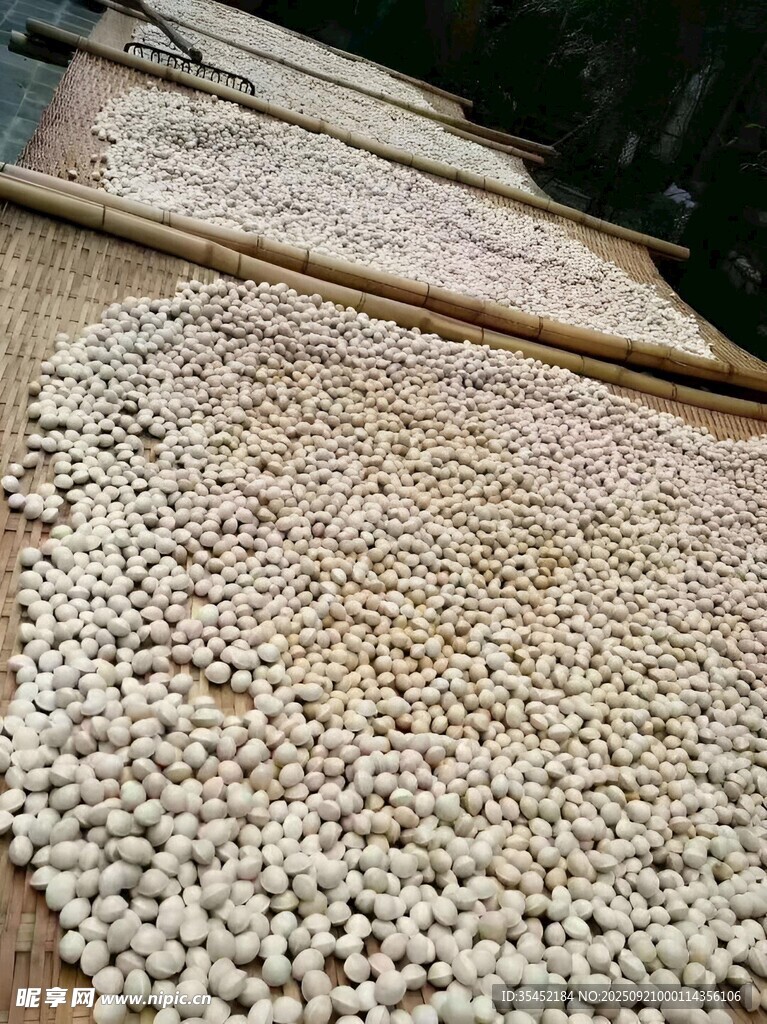 银杏果