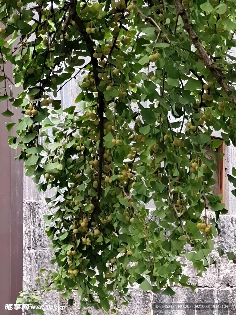 银杏树
