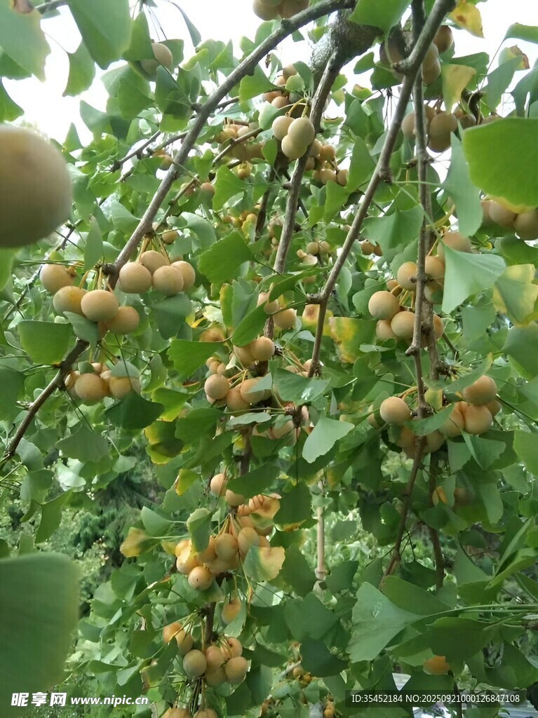 银杏栽培