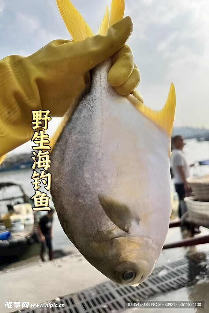鲳鱼