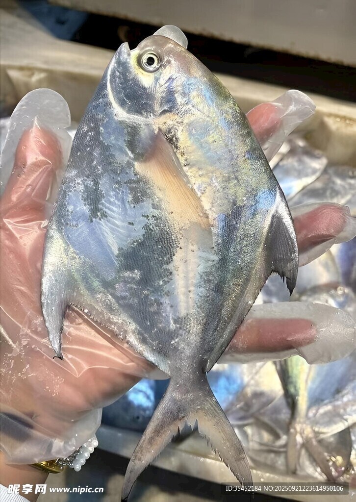 鲳鱼