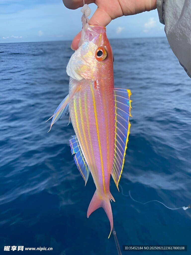 金线鱼