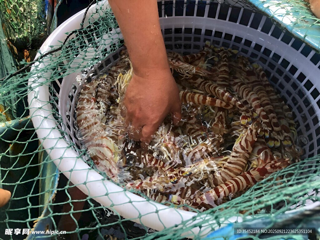 九节虾