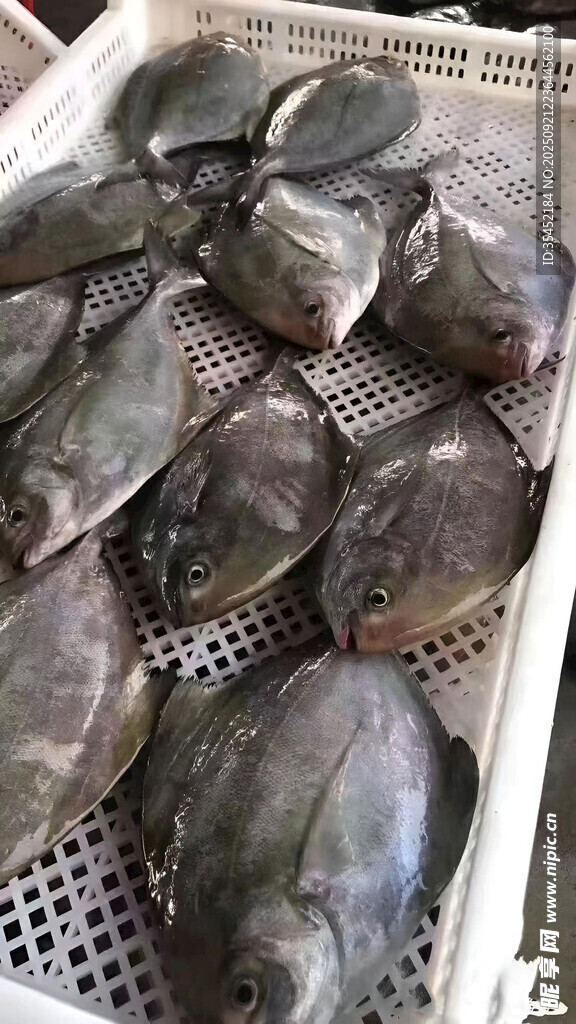 鲳鱼