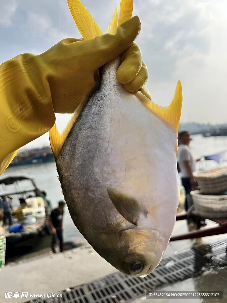 鲳鱼