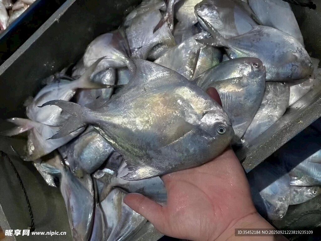 海鱼