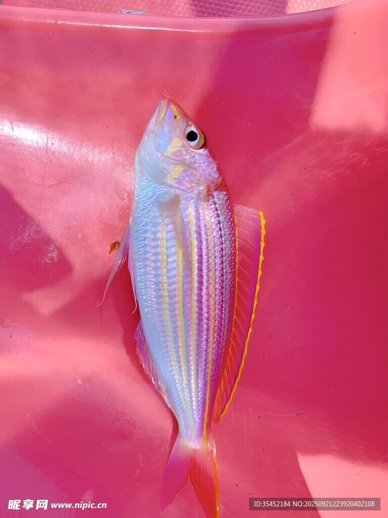 金线鱼