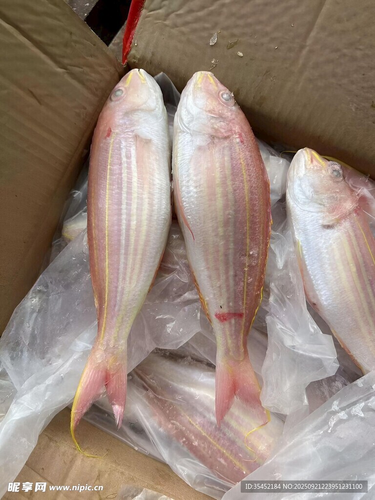 金线鱼