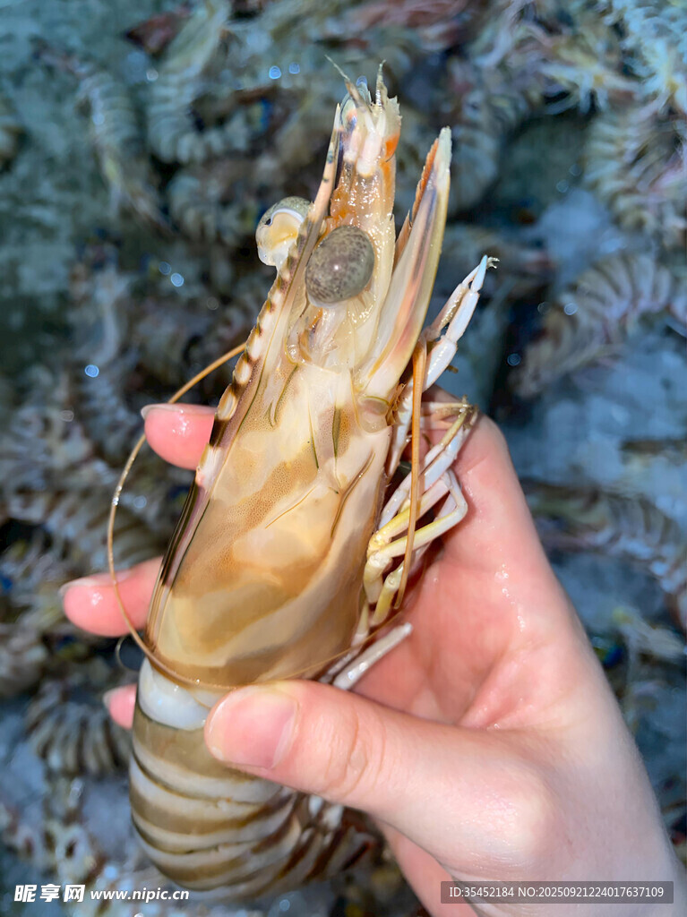 九节虾