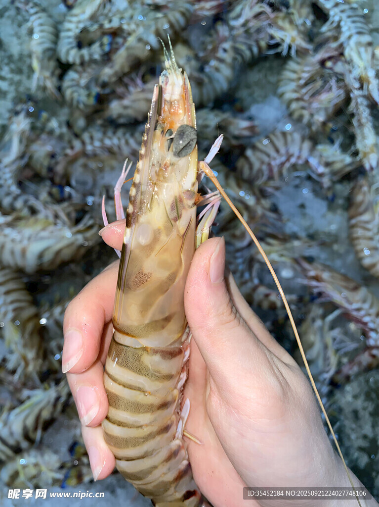 九节虾