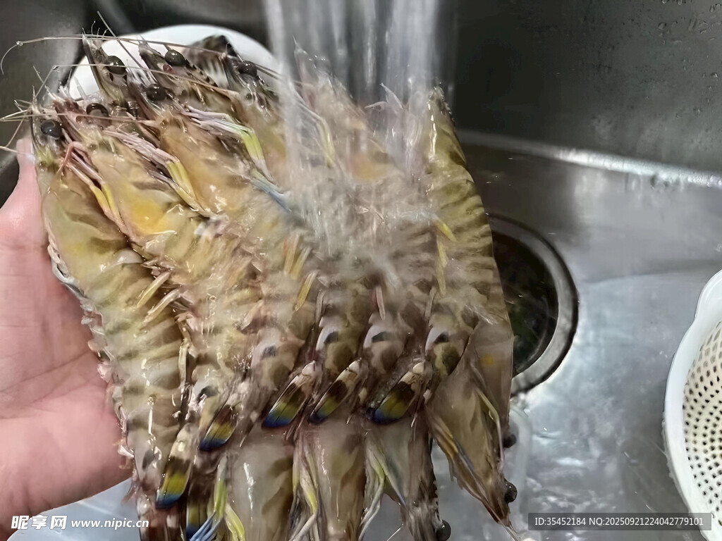 九节虾