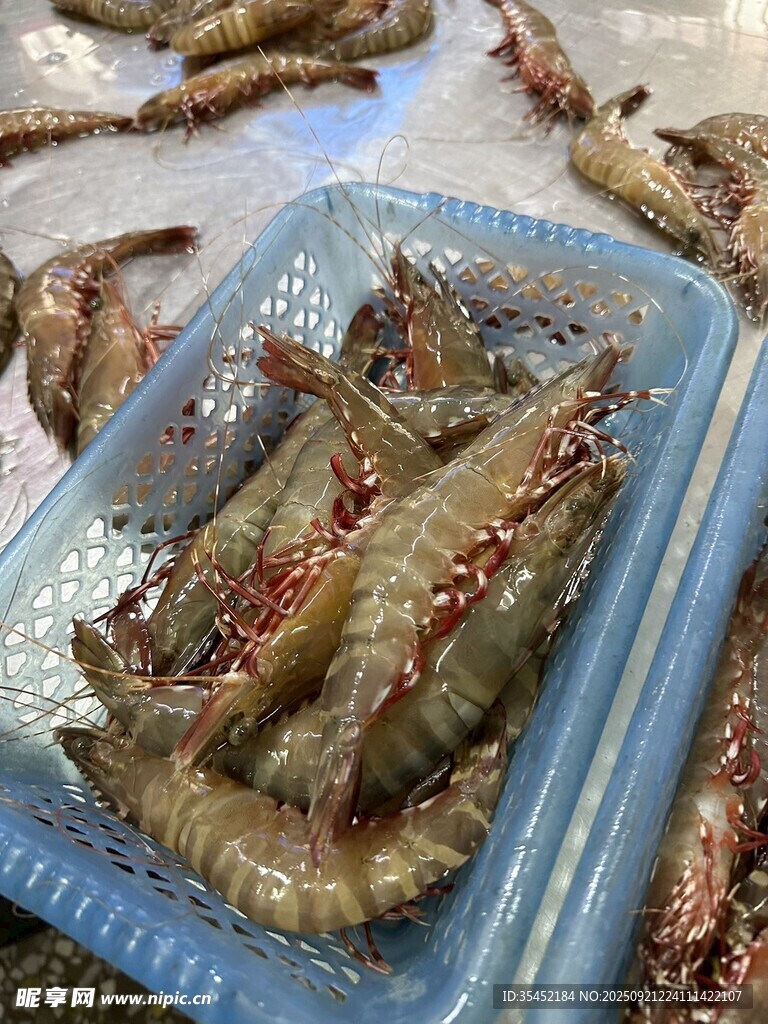 对虾