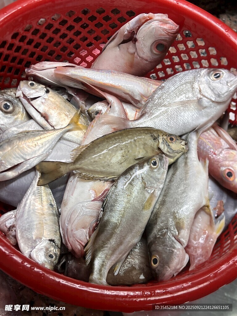 海鱼