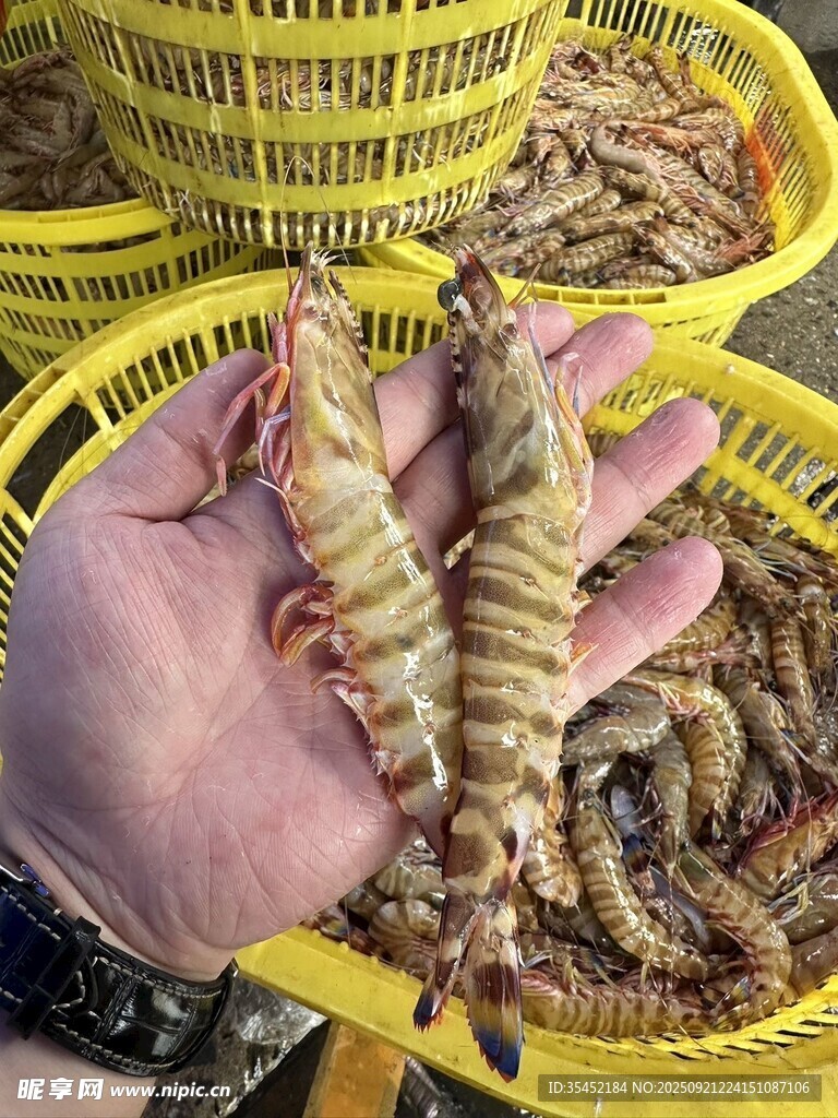 对虾