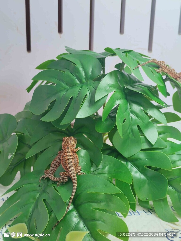 可爱的红系鬃狮蜥