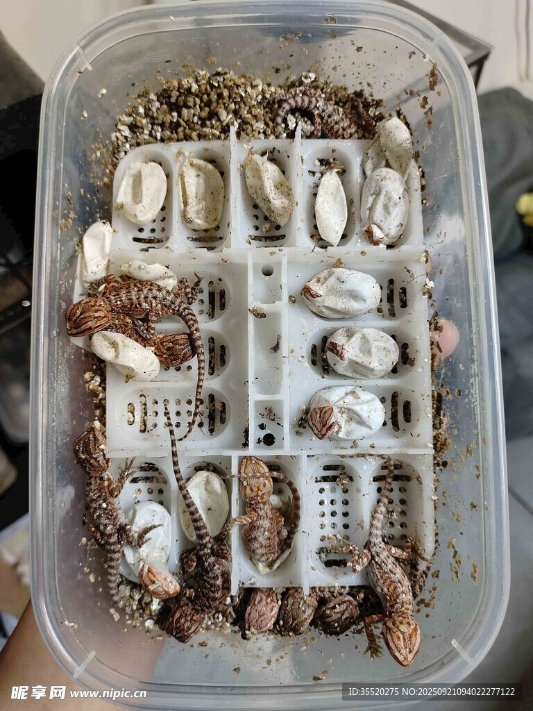 刚出壳的鬃狮蜥