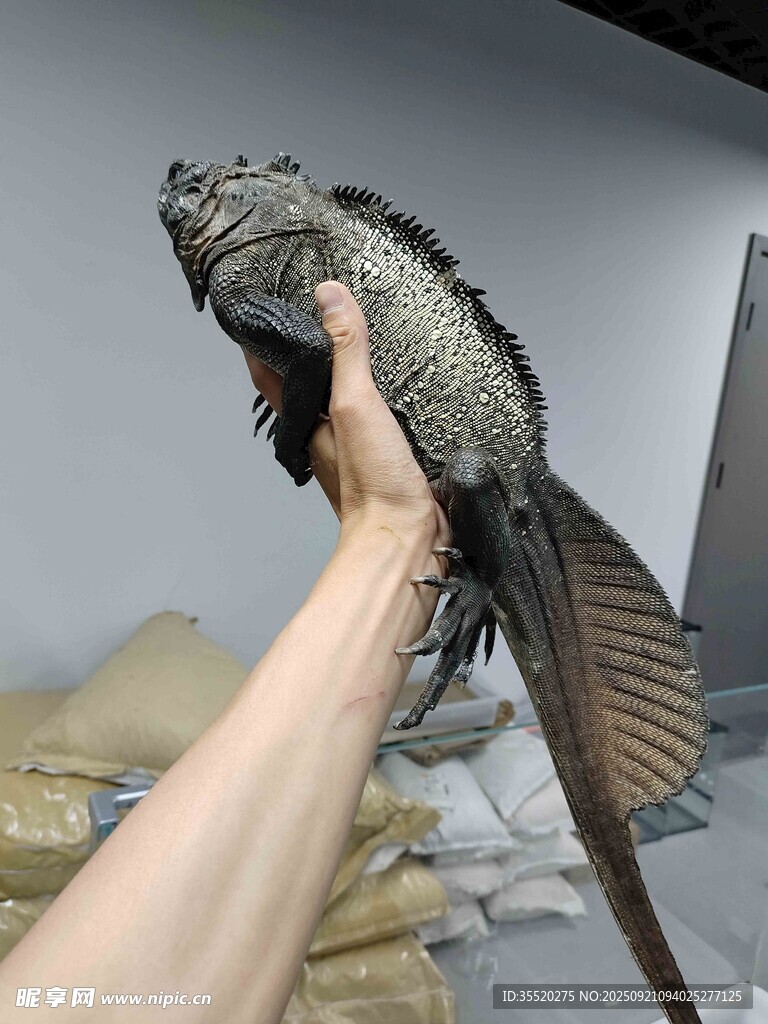 斑帆蜥