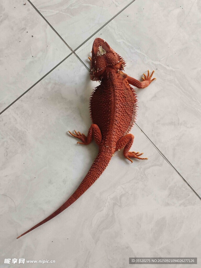 红色鬃狮蜥
