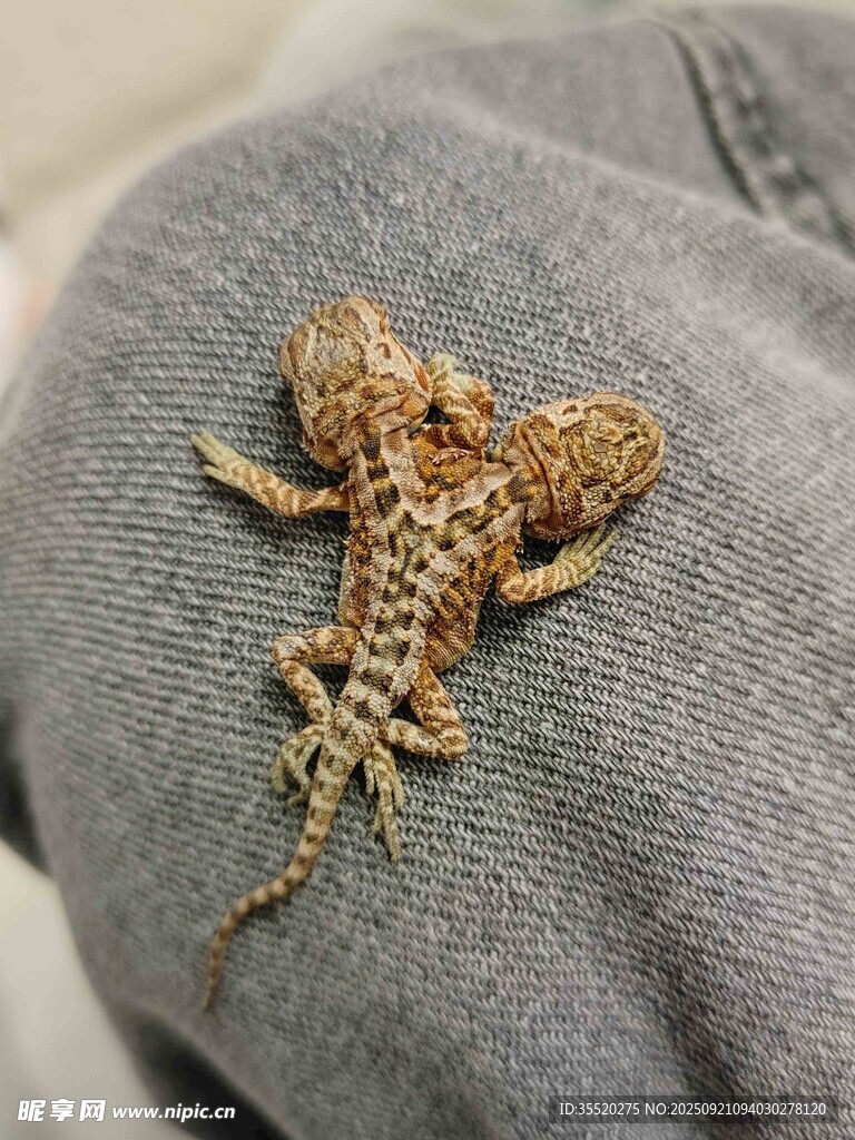 双头鬃狮蜥