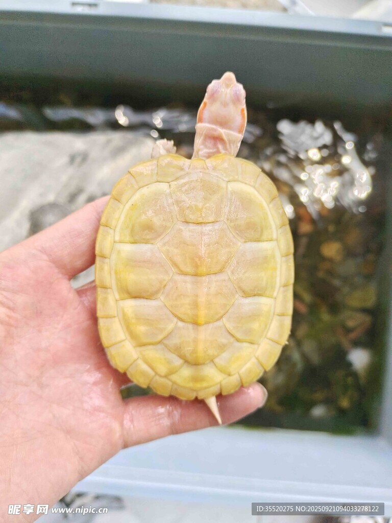 白化变异巴西龟