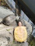 三只乌龟趴在石头上 白化巴西龟
