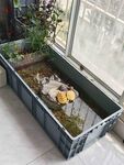 窗台上的迷你水陆生态缸