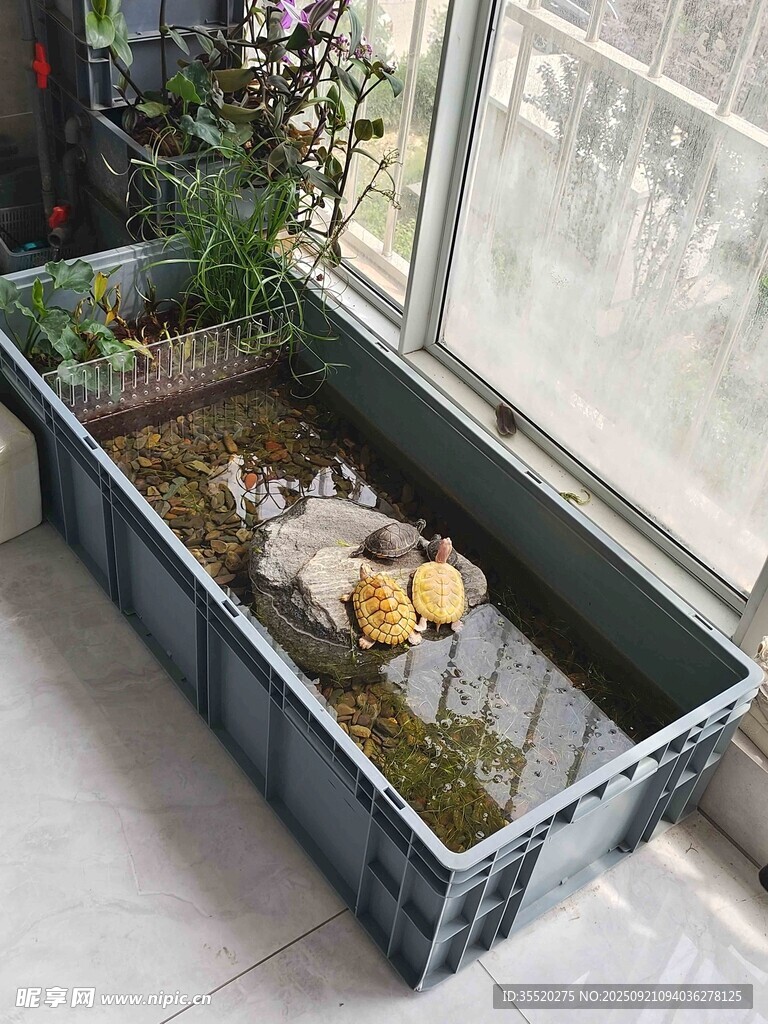 窗台上的迷你水陆生态缸