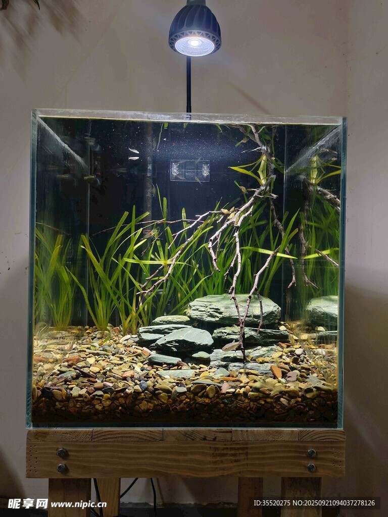 精致水草造景鱼缸