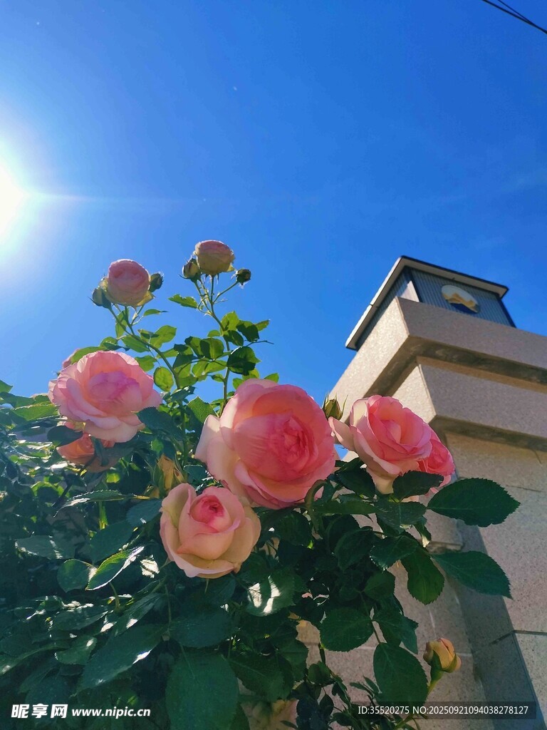 阳光下的娇艳月季花