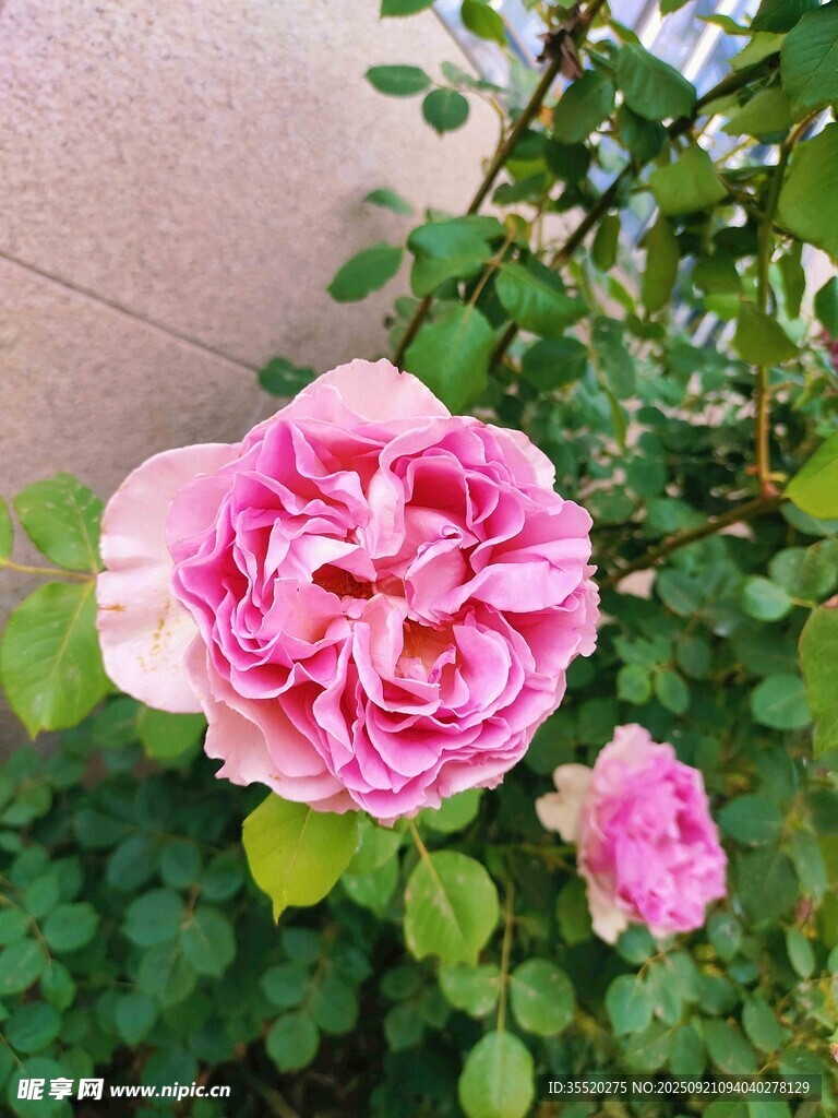 娇艳粉色月季花绽放