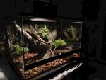 精致雨林风玻璃生态缸