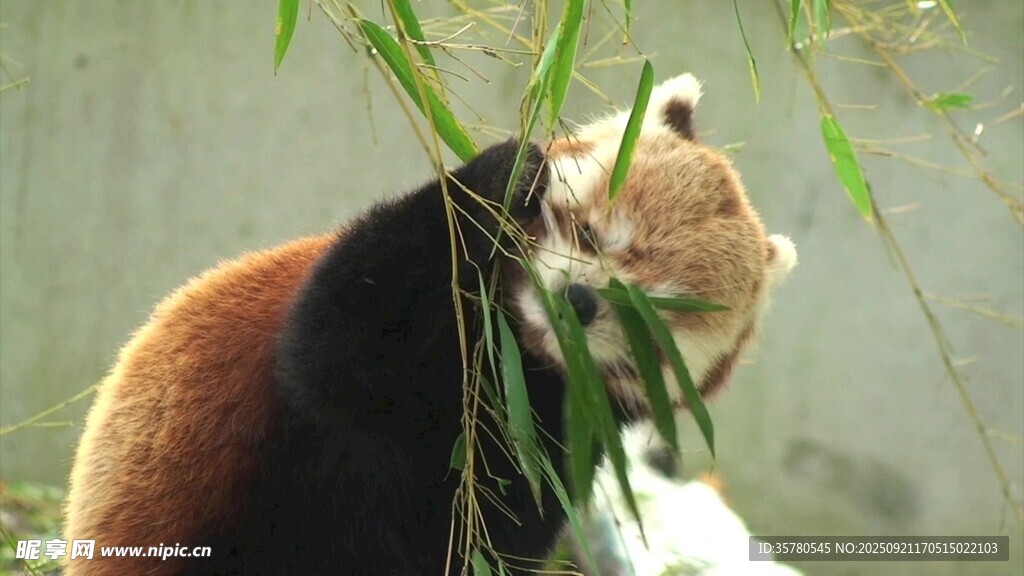 熊猫惬意食竹叶
