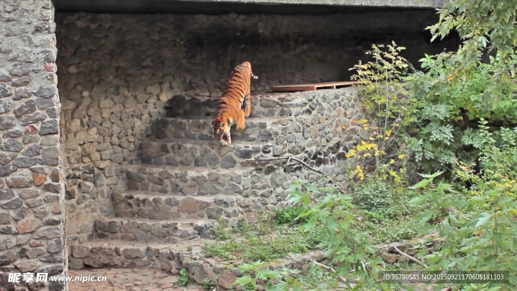 石梯上的橘猫
