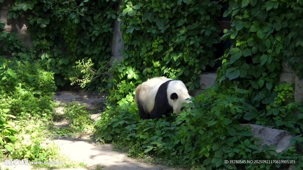 林间漫步的大熊猫