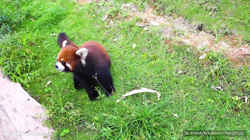 草地上的小熊猫