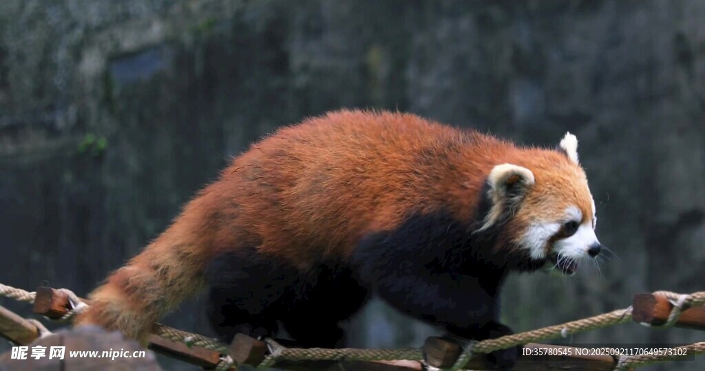 小熊猫在树枝上活动