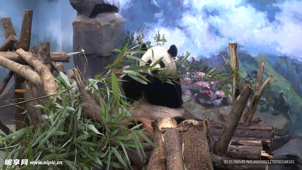 竹林中的熊猫与古朴场景