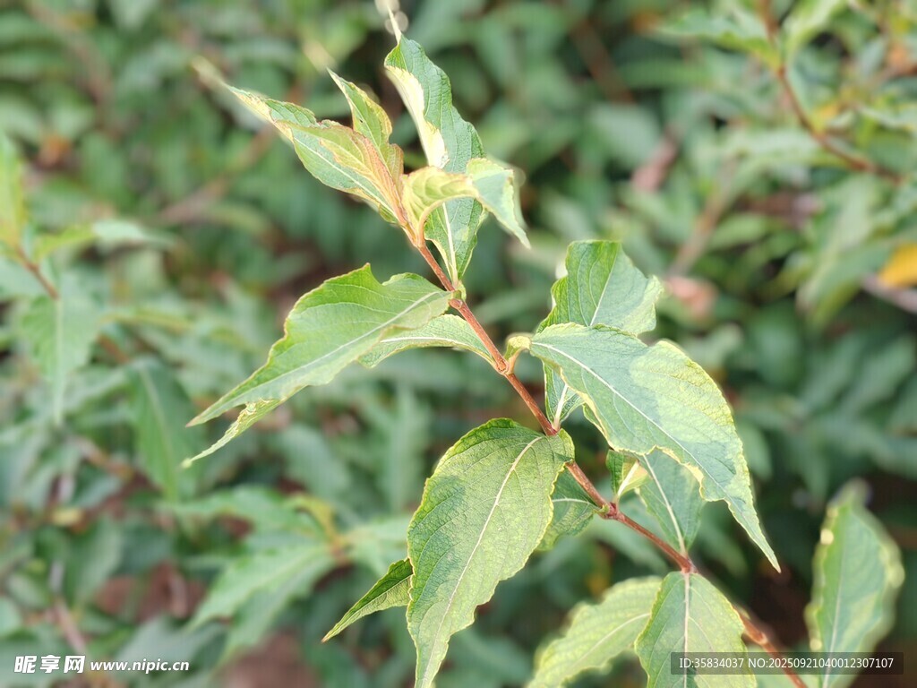 嫩绿枝叶特写