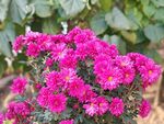 艳丽粉色菊花绽放