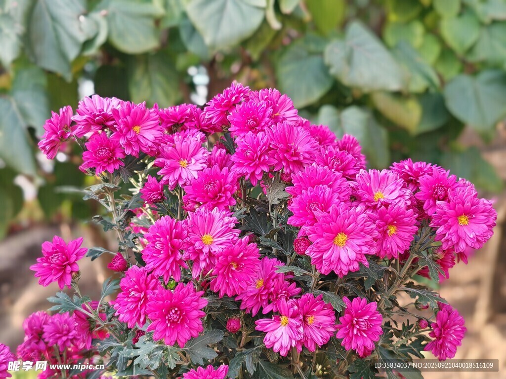 艳丽粉色菊花绽放