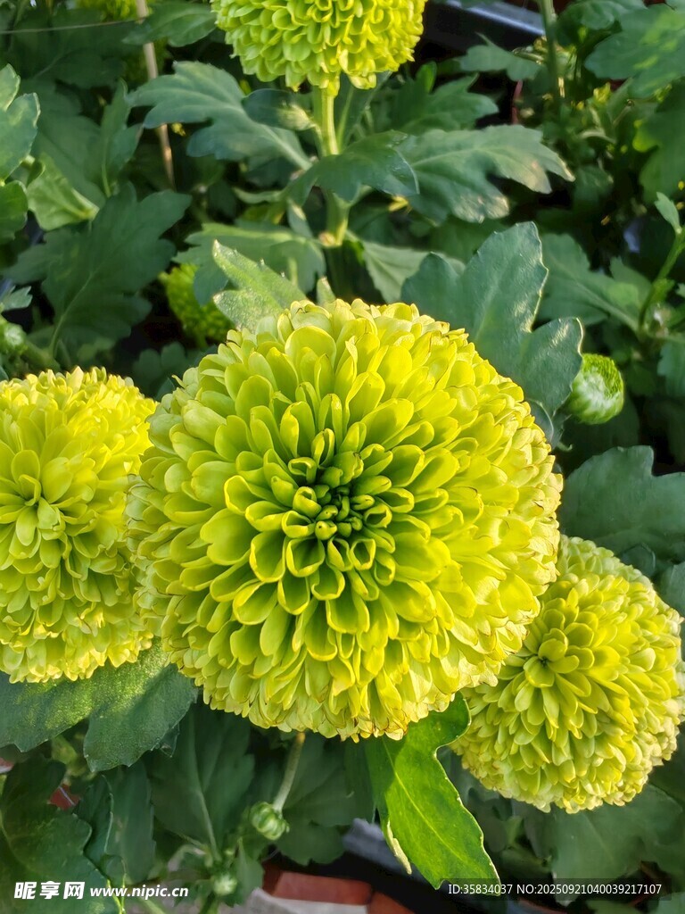 黄绿色菊花绽放