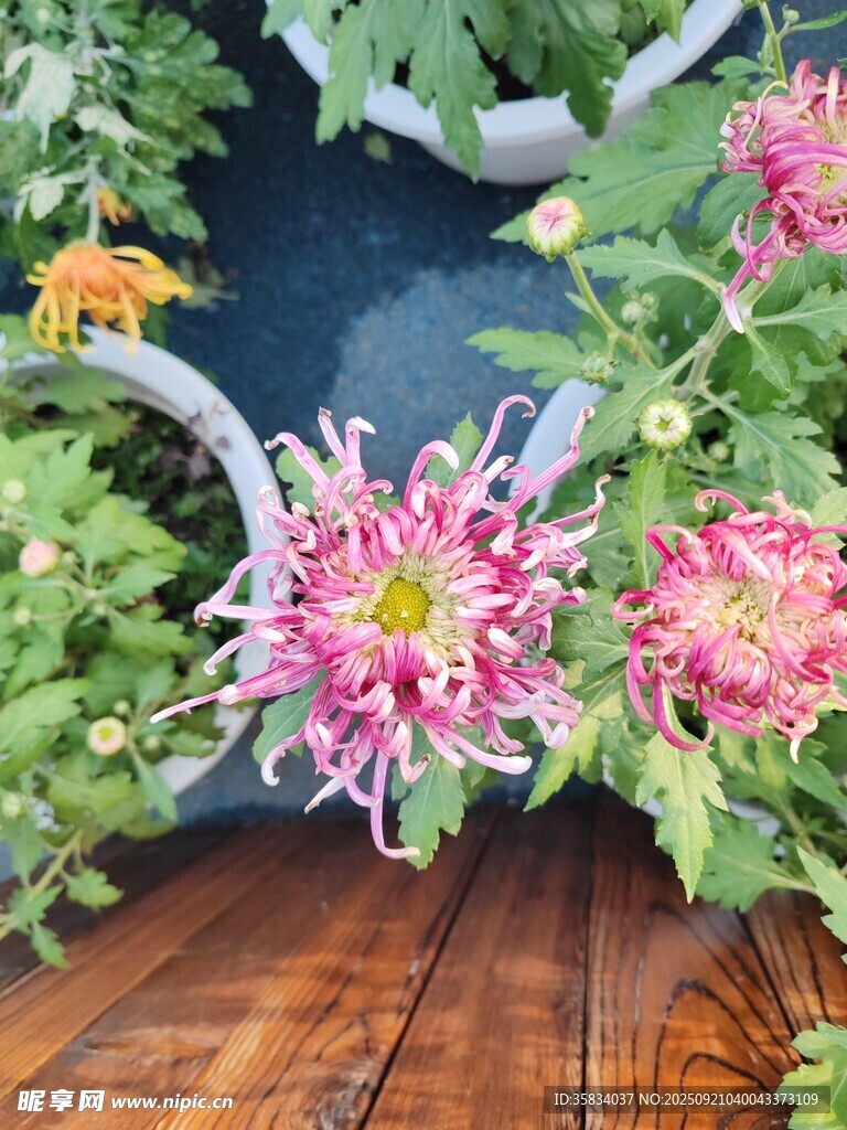 木台上绽放的艳丽菊花