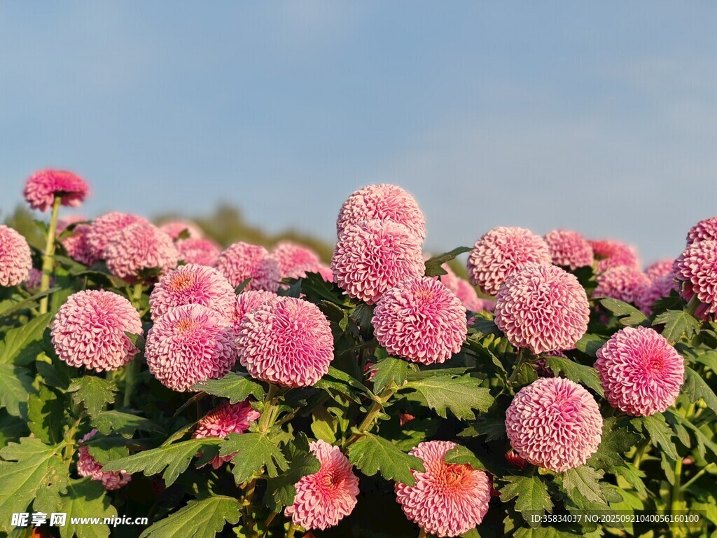 艳丽乒乓菊绽放于蓝天之下