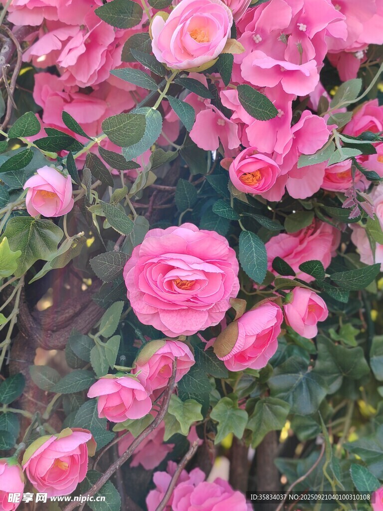 娇艳粉色月季花绽放