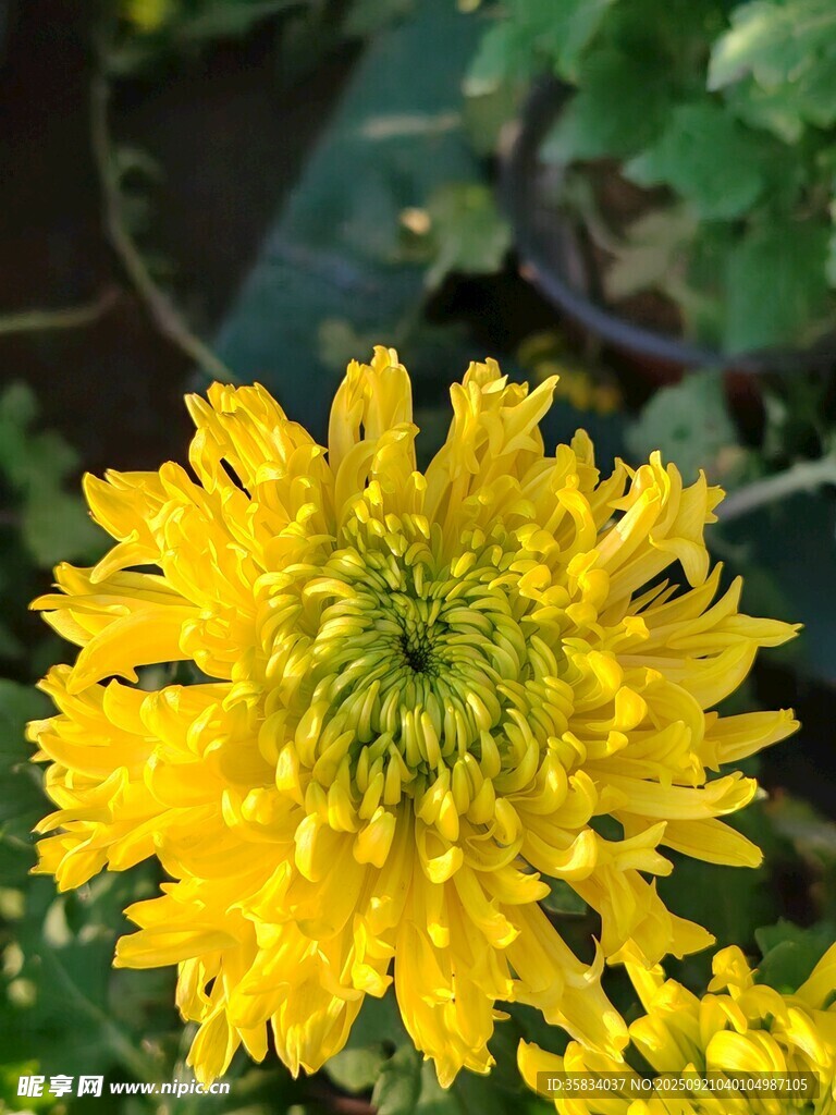 黄色绽放的美丽菊花
