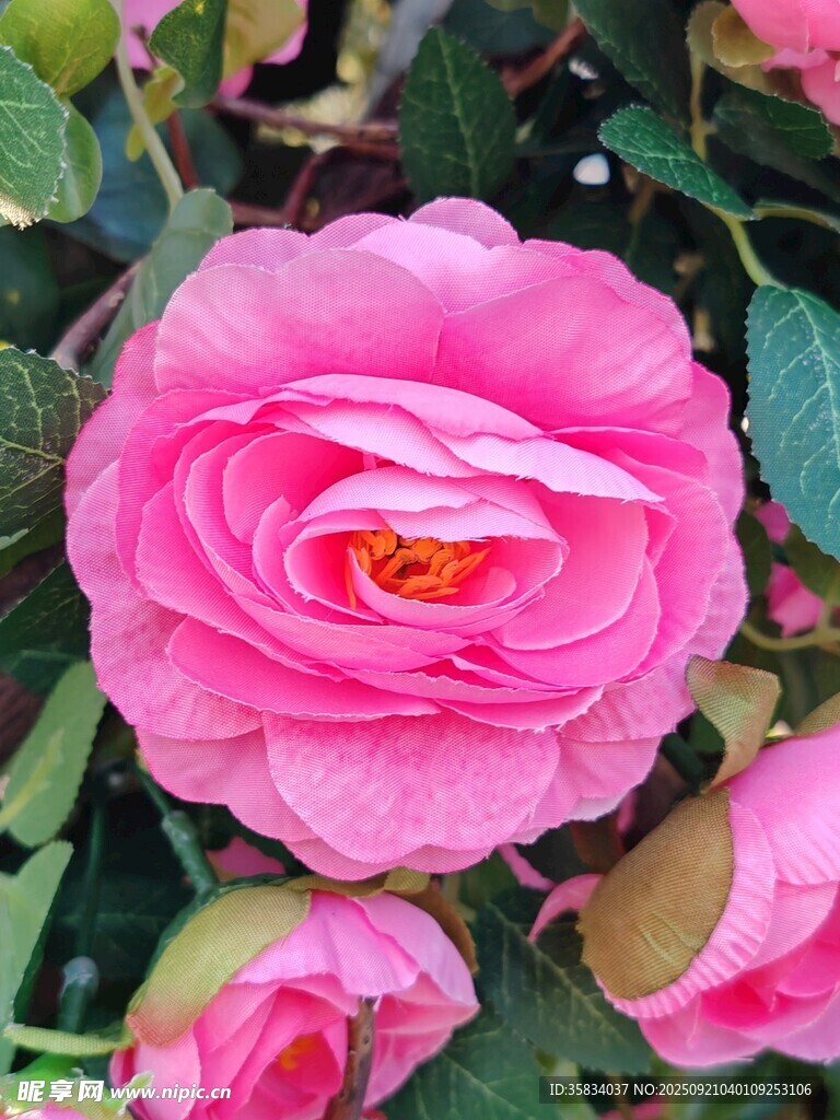娇艳粉色月季花绽放