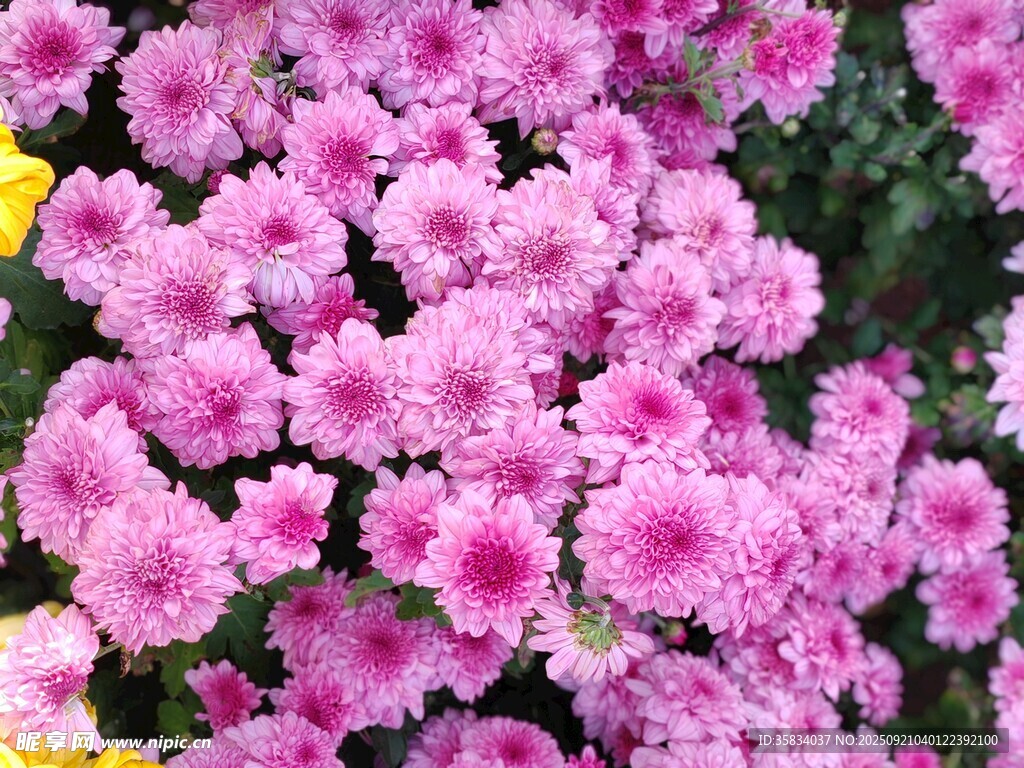 粉色菊花绽放