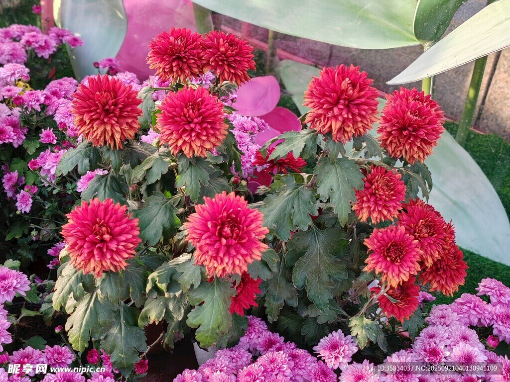 艳丽大丽花绽放花丛中